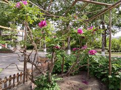 -莲花池公园