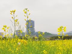 -光明小镇欢乐田园
