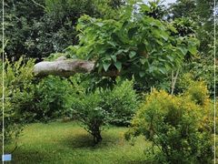 -中国科学院西双版纳热带植物园