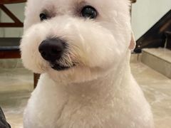 -BABYDOG宝贝狗宠物乐园(欧洲城店)