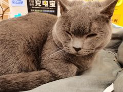 -Let's go狗咖·猫咖·奶狗·桌游(春熙路IFS店)