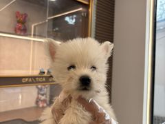 -翊宠yipet猫狗购宠庄园犬舍•猫舍