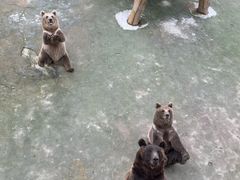 -哈尔滨北方森林动物园