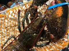 波士顿龙虾-盒马鲜生(皇庭广场店)
