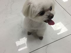 -FAELING PETS美天灵宠物(富力广场店)