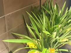 -泰·菩提树下[泰式按摩x精油SPAx肩颈头疗](新景店)