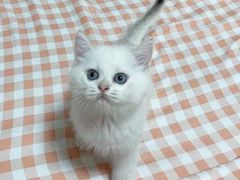 -圣宠动物医院·犬猫专科·影像中心·外科中心