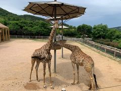 -青岛森林野生动物世界