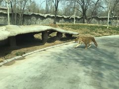 -北京野生动物园