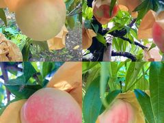 -老袁家蜜桃农场·阳山水蜜桃