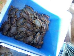 -辉记虾塘海鲜农庄