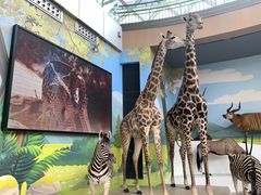 -陕西自然博物馆