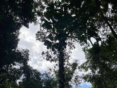 -莫里热带雨林景区