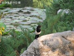-紫竹院公园冰场