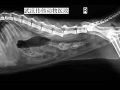 -伟伟宠物医院·CT影像中心·瑞派犬猫综合性门诊(汉口总院)