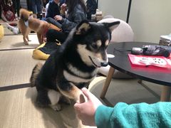 -逗柴咖啡屋·狗咖猫咖宠物桌游