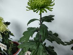 -杭州植物园