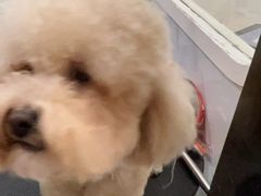 -萌兽医馆·宠物医院·猫骨科(创景店)