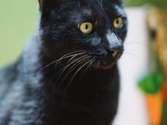 -猫亿天猫咖