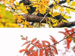 -国家植物园