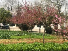 -元鼎宝驴香·全驴宴(江宁店)