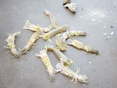 有膏濑尿虾-蚝专家(北滘店)