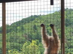 -岚山猴子公园