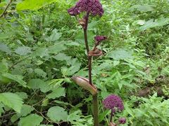 -峡谷浮石林景区