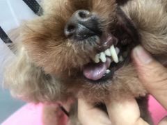-宠福鑫康馨动物医院·骨科·眼科