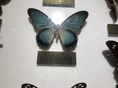 -上海昆虫博物馆