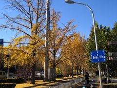 -三里屯东五街银杏大道