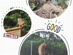 -广州长隆飞鸟乐园