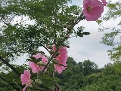 -五凤溪古镇