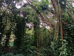 -海南热带野生动植物园