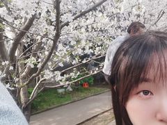 -武汉大学-樱园