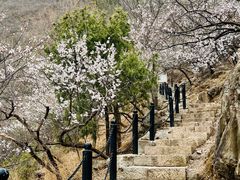 -北京十三陵国家森林公园蟒山景区