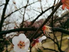 -香雪海