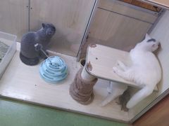 -藦茜花园宠物主题亲子互动体验馆(国顺东路店)