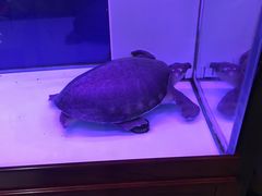-老江南春·中国龙菜(衡山路店)