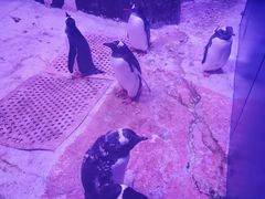 -暹罗海洋世界