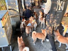 -柴犬高等学院·狗咖·柴犬售卖·宠物训练