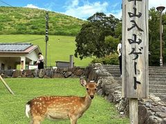 -奈良公园