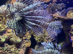 -上海海洋水族馆