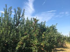 -万源龙顺度假庄园生态观光园