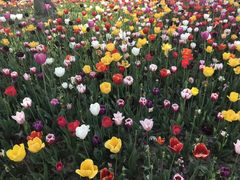 -上海鲜花港