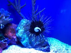 -上海海洋水族馆