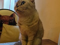 -李小姐の猫咖啡馆(五角场店)