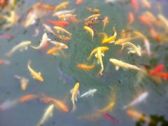 鱼水情深-龙潭水乡