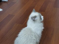 -猫大福·Fortune Cat猫舍(百子湾店)