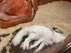 -Zoolung Zoolung动物主题公园(海信广场店)